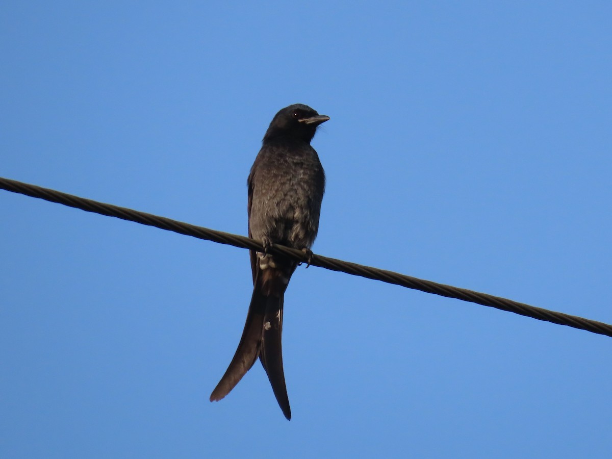 Drongo Real - ML646507381