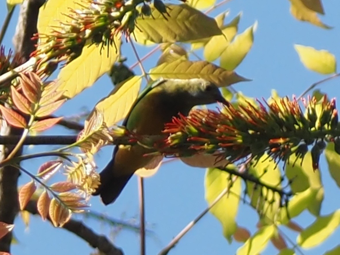 Orange-bellied Leafbird - ML646507382