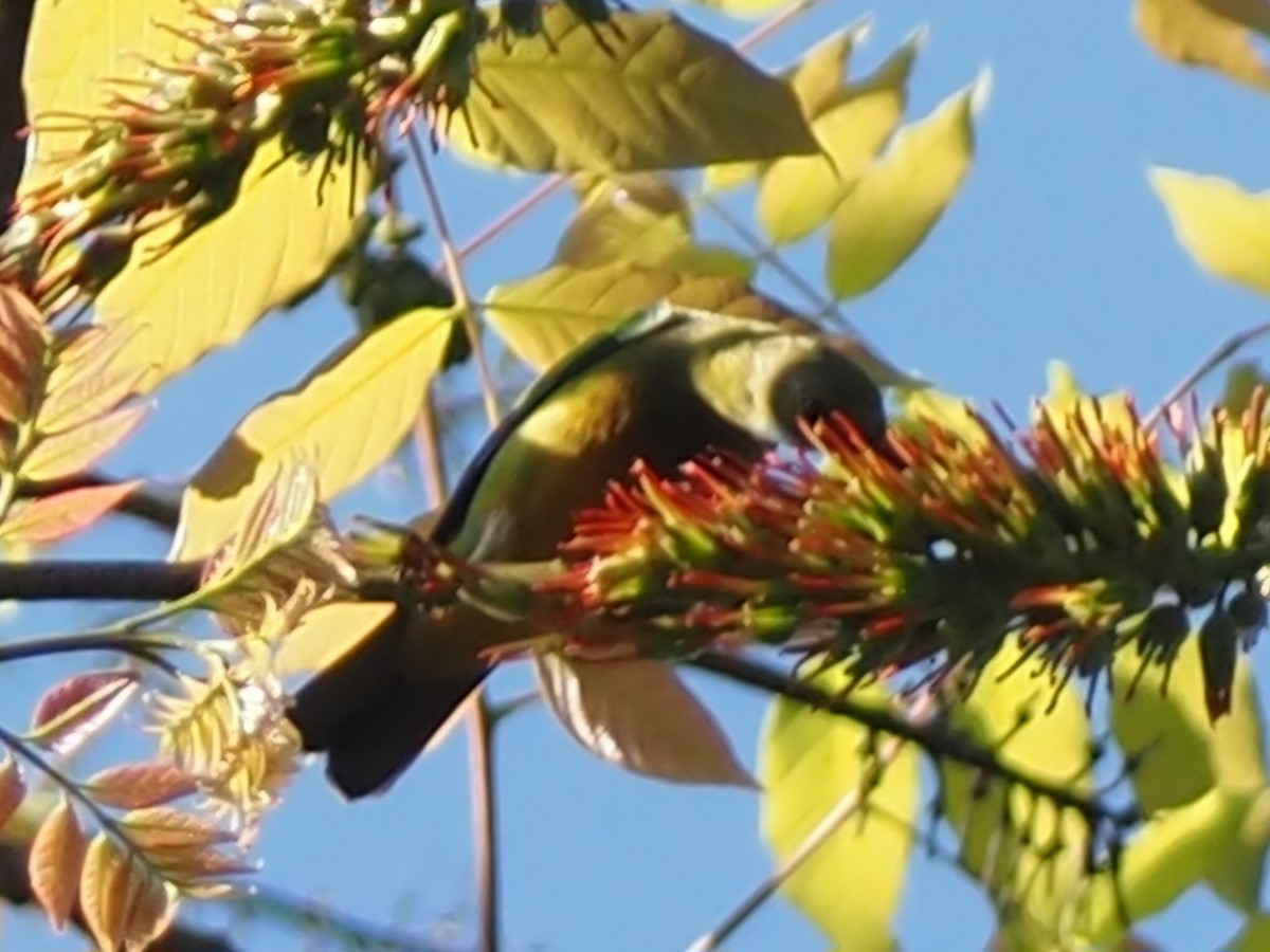 Orange-bellied Leafbird - ML646507383