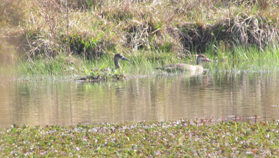 Чирянка бразильська - ML646507385