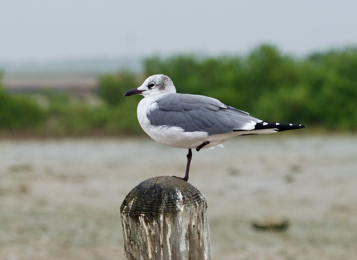 Laughing Gull - ML646507386