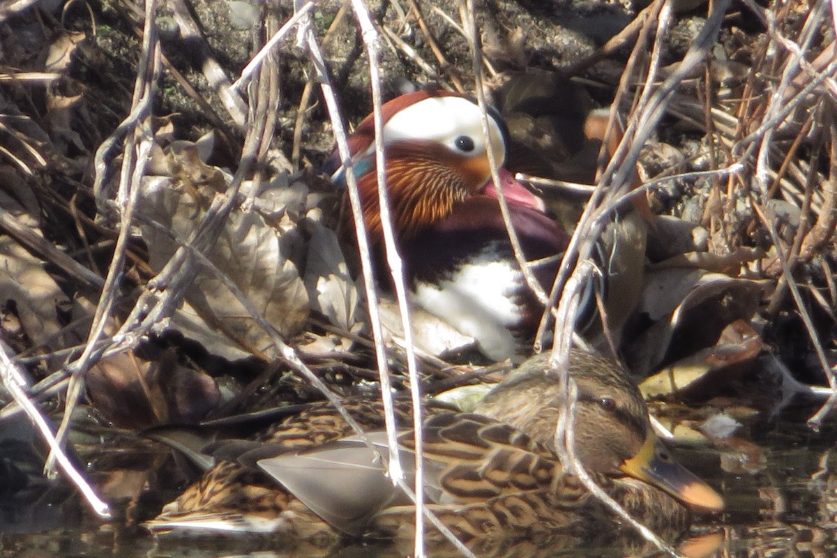 Pato Mandarín - ML646507387