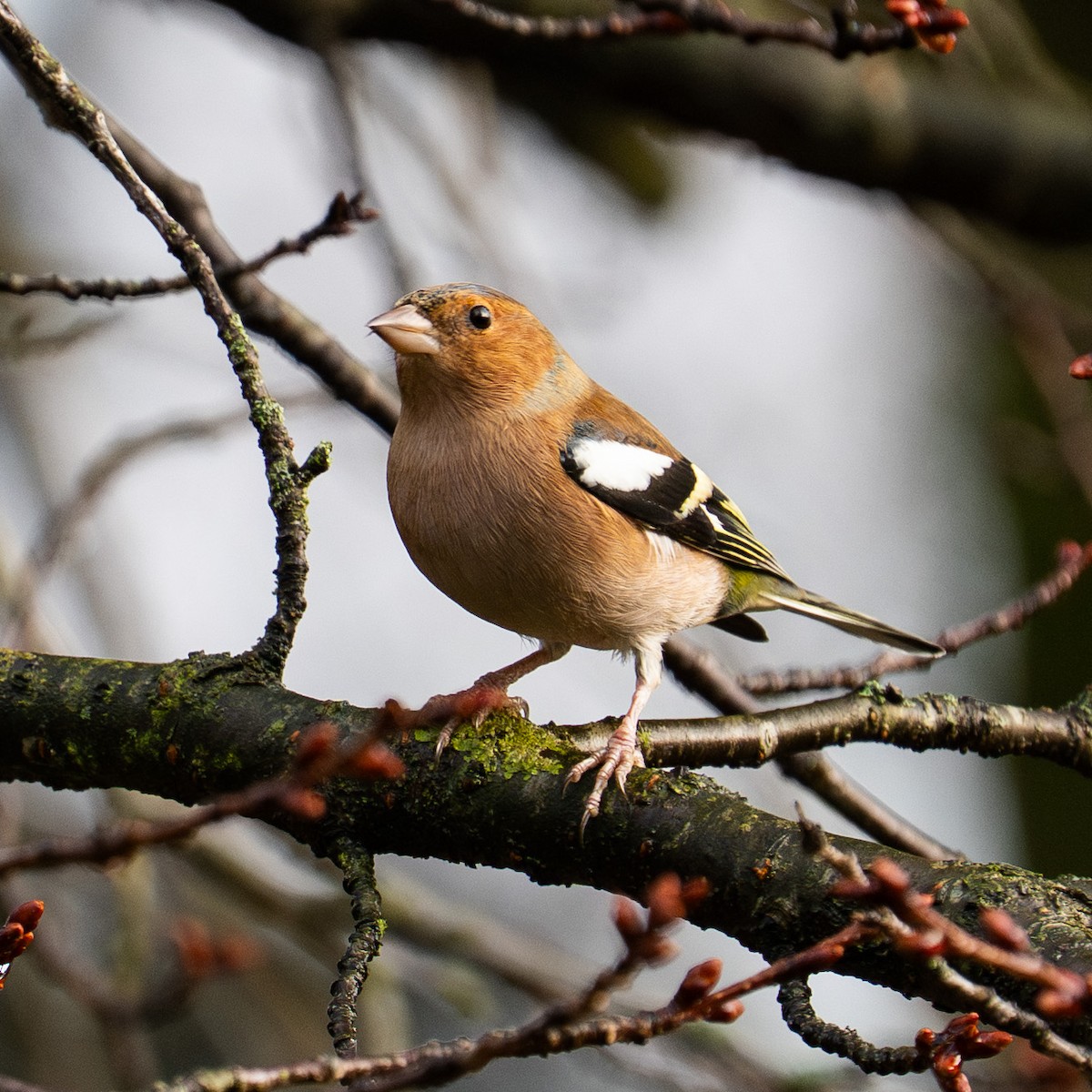 Common Chaffinch - ML646507388