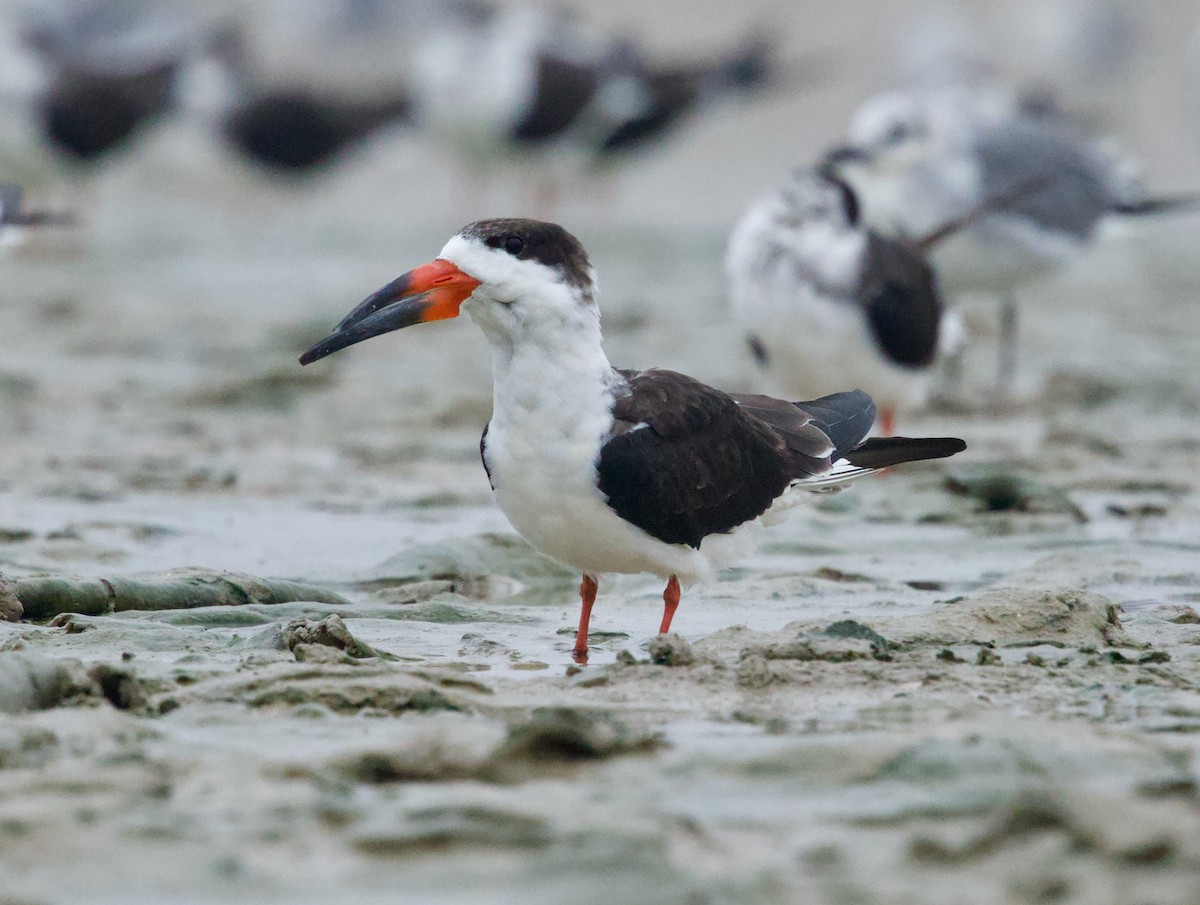Black Skimmer - ML646507393