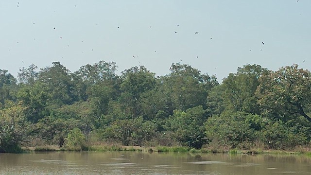 Ластівка міська західна - ML646507394