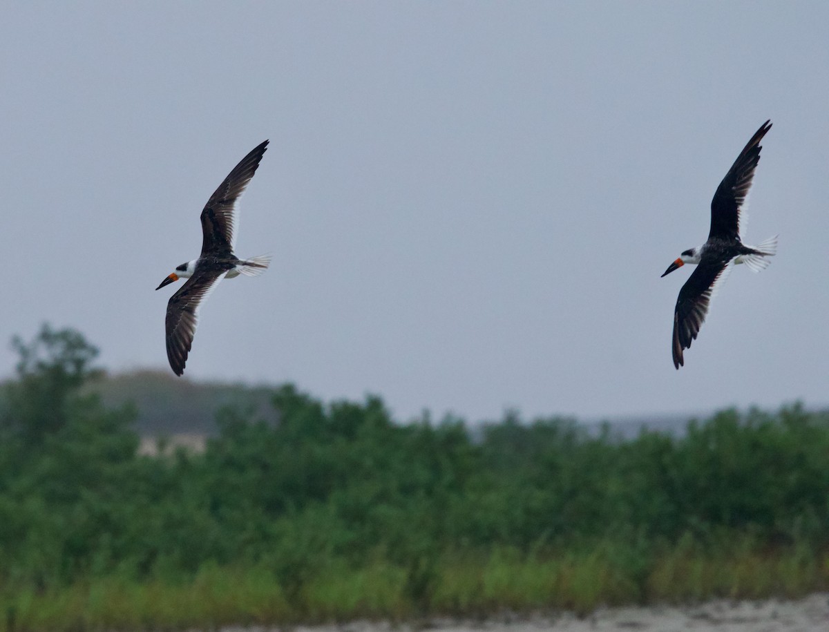 Black Skimmer - ML646507398