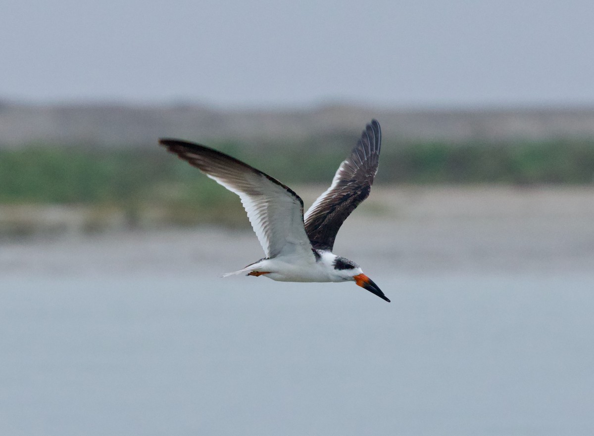 Black Skimmer - ML646507399