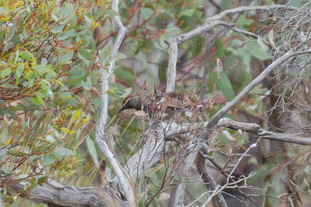 brunkronelarmtrost - ML646507400