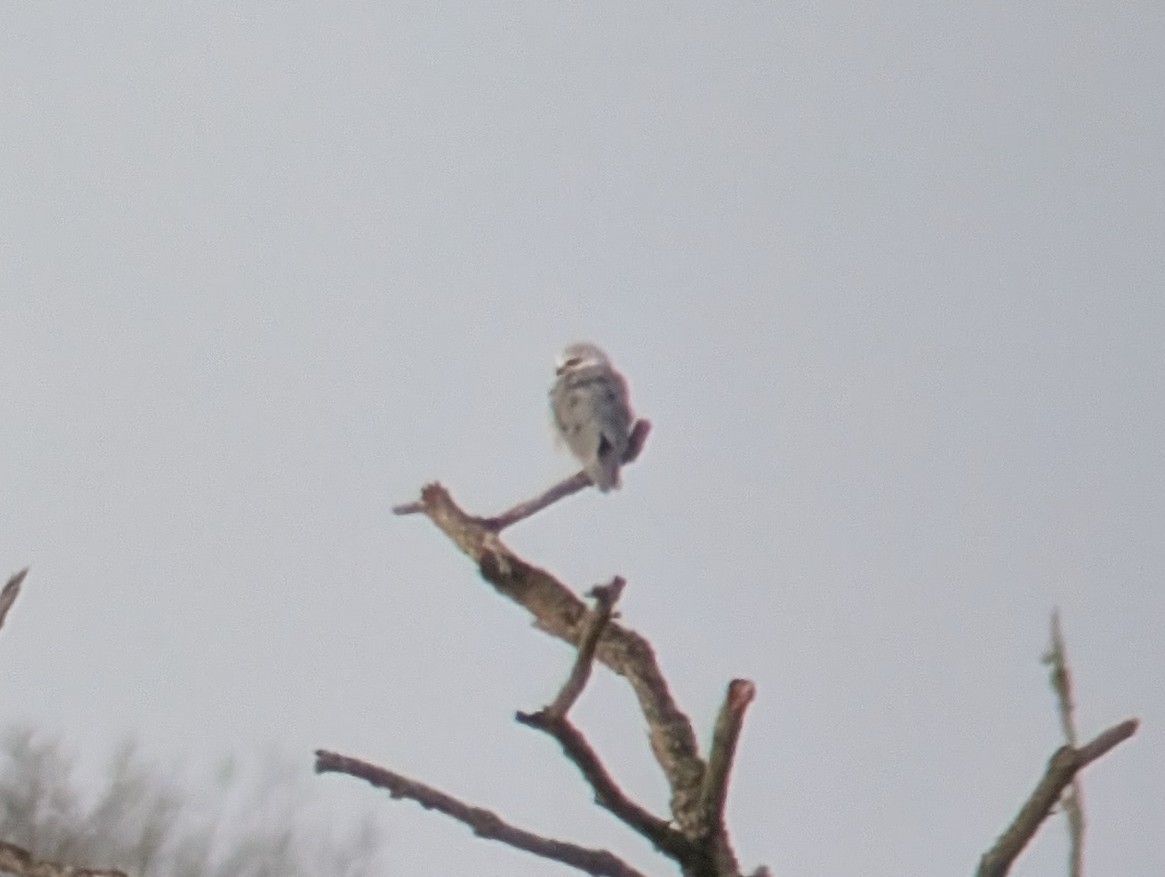 Black-winged Kite (African) - ML646507401