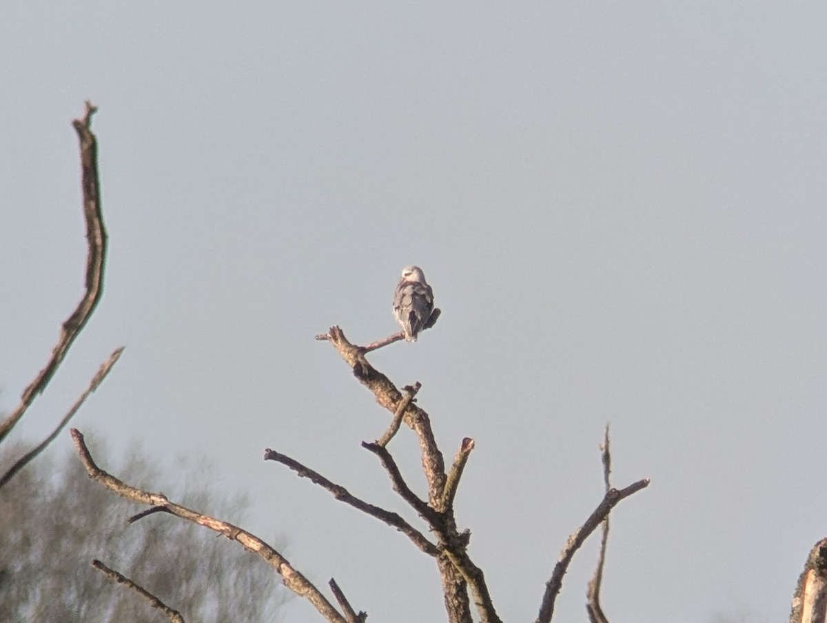 Black-winged Kite (African) - ML646507402