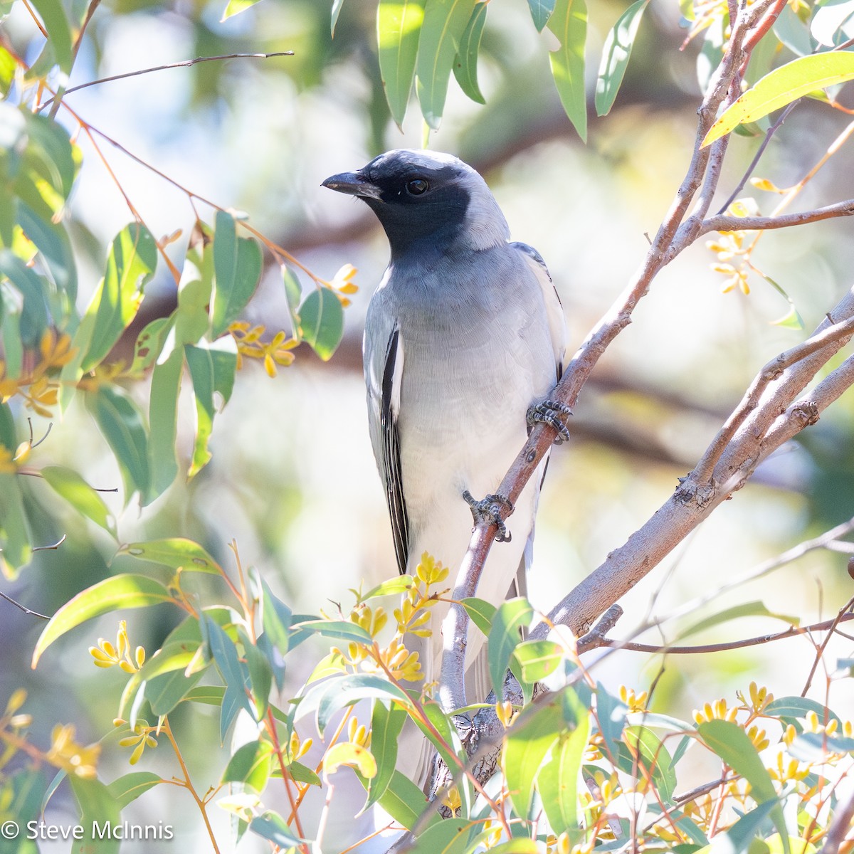 Black-faced Cuckooshrike - ML646507407