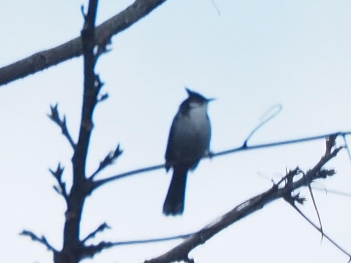 Red-whiskered Bulbul - ML646507408