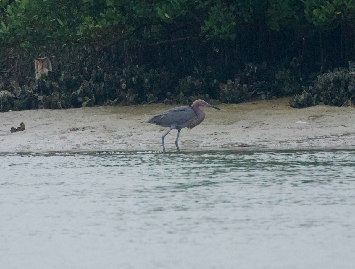 Reddish Egret - ML646507410