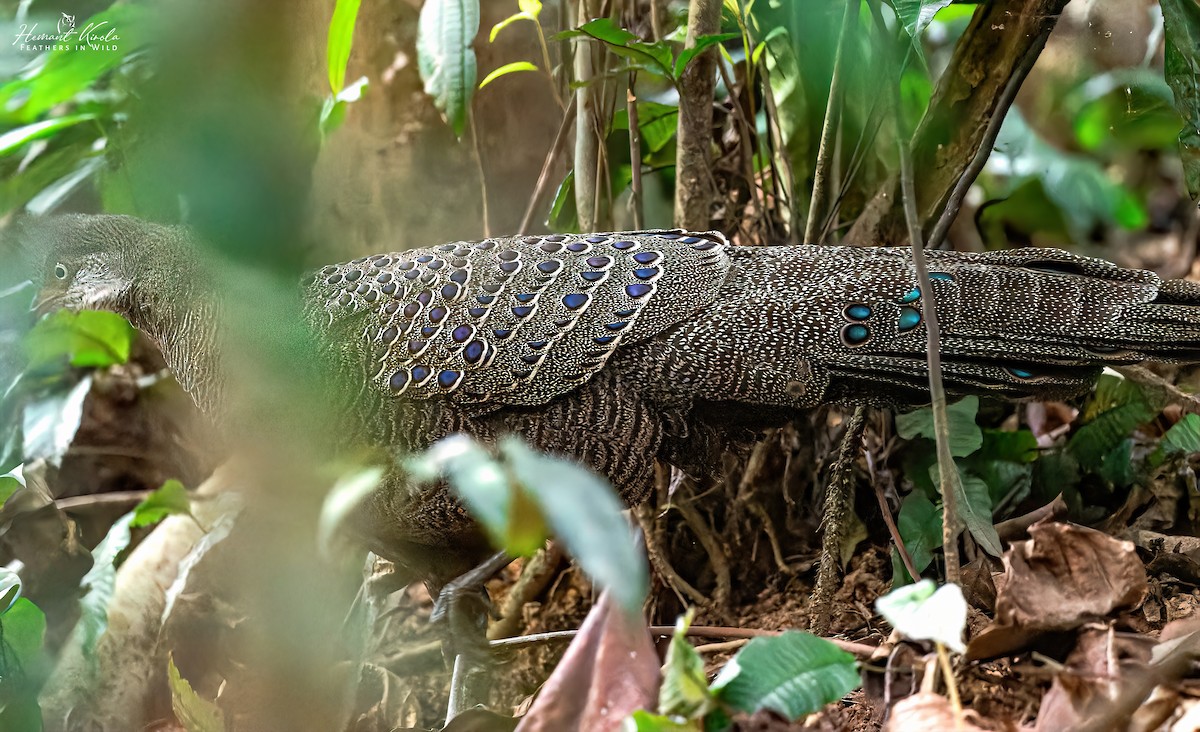 Gray Peacock-Pheasant - ML646507412