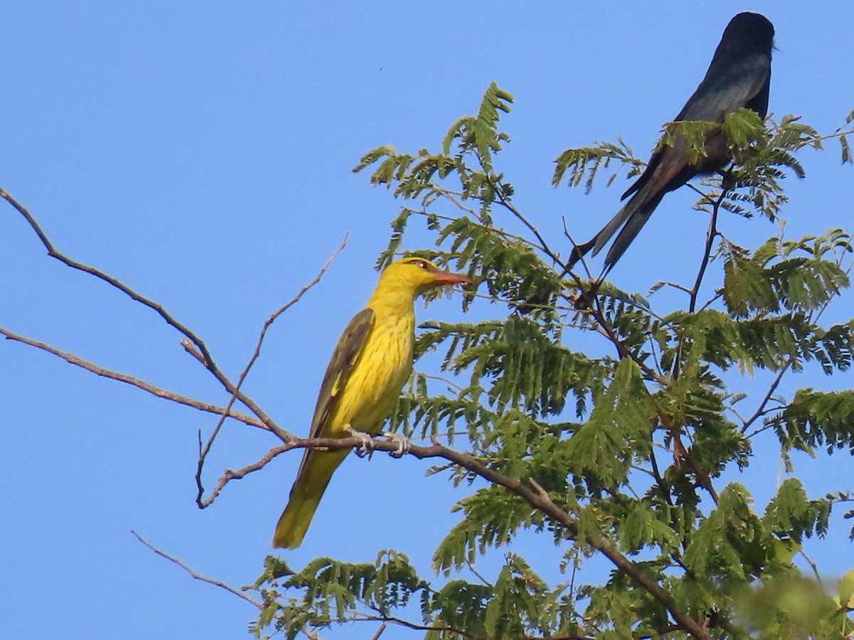 Oropéndola India - ML646507413