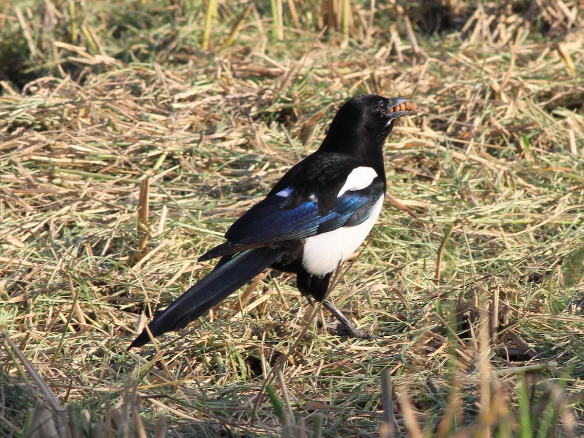 straka čínská - ML646507414