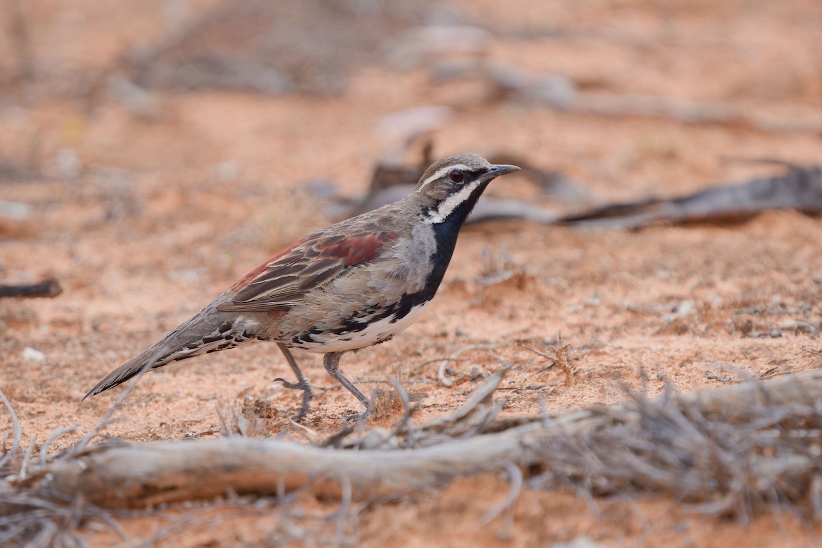 gråsidevakteltrost - ML646507415