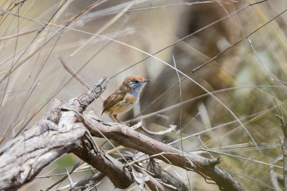 brunkroneemusmett - ML646507417