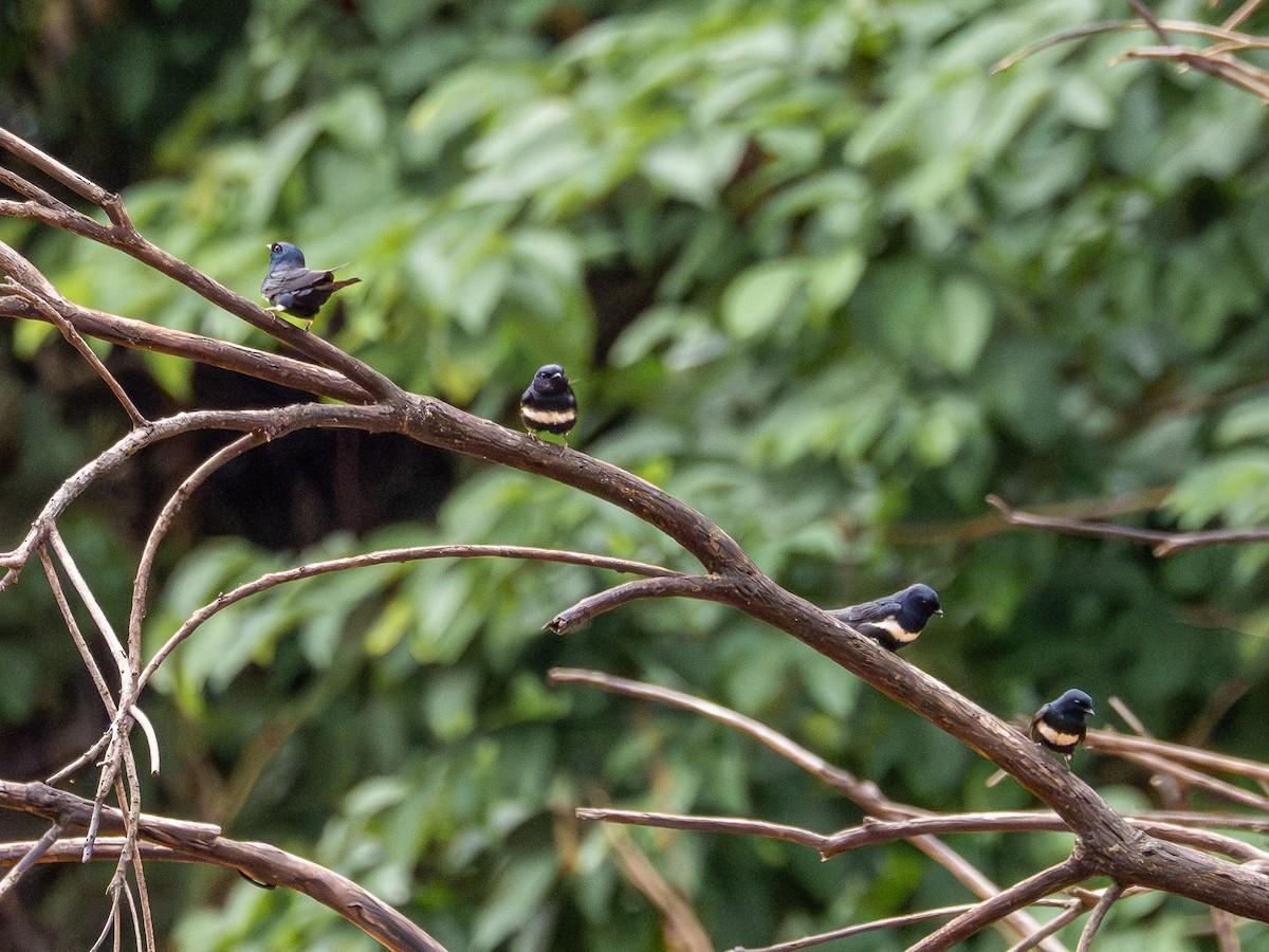 White-banded Swallow - ML646507418