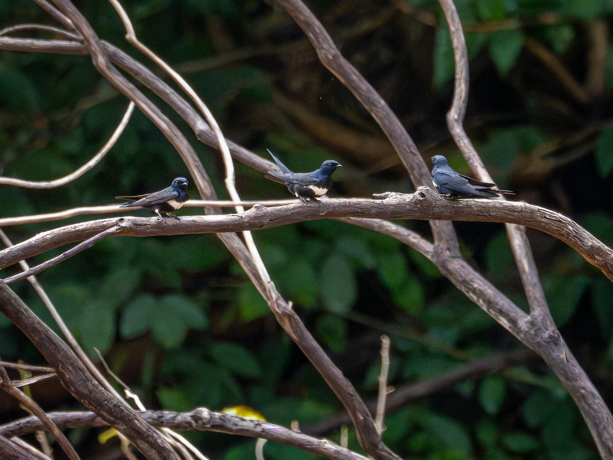 White-banded Swallow - ML646507419