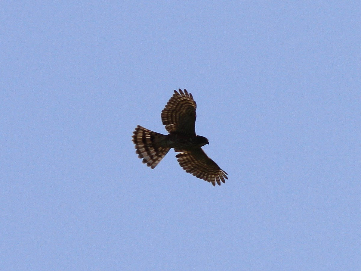 krahujec menší - ML646507422