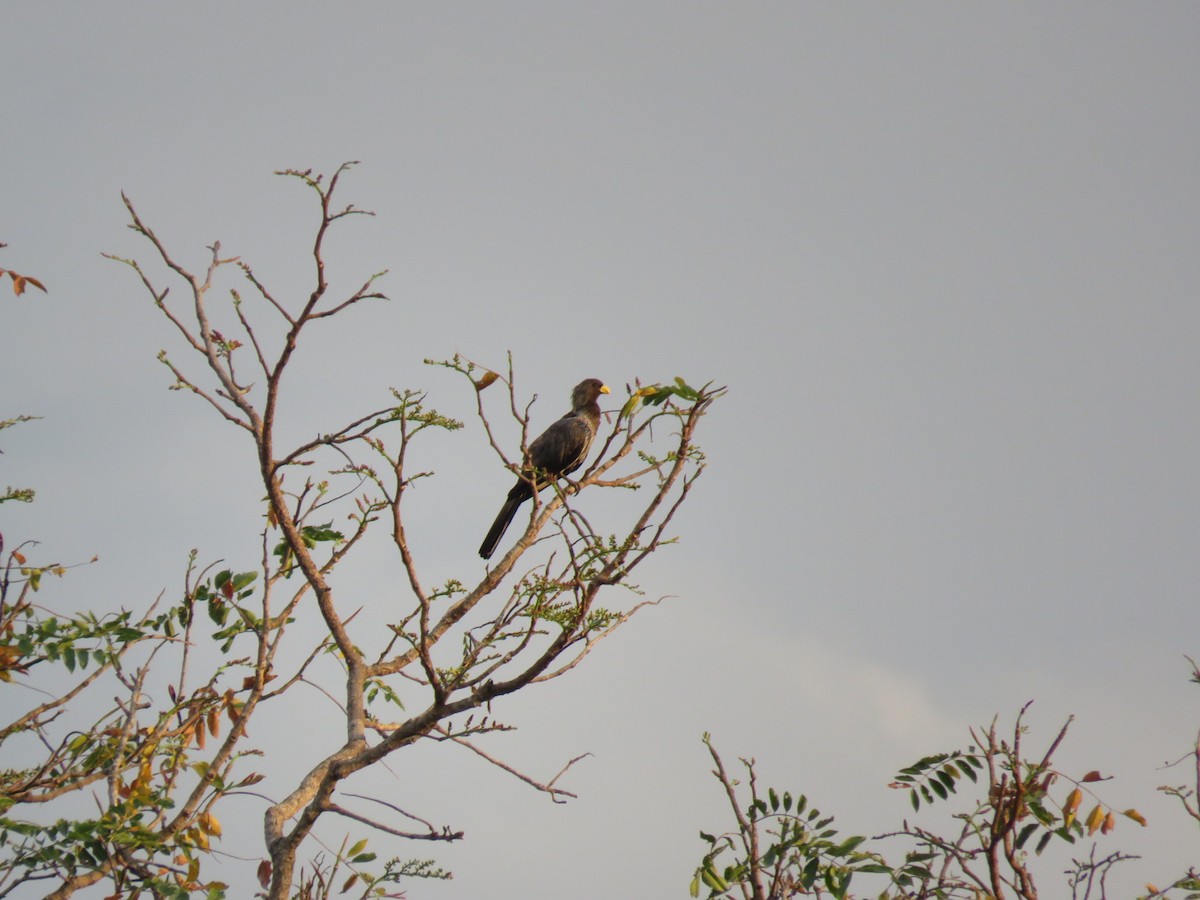 sparák západní - ML646507424