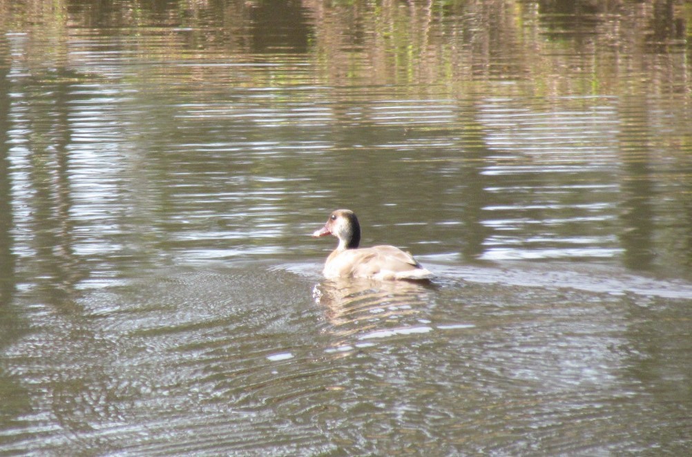 Чирянка бразильська - ML646507425