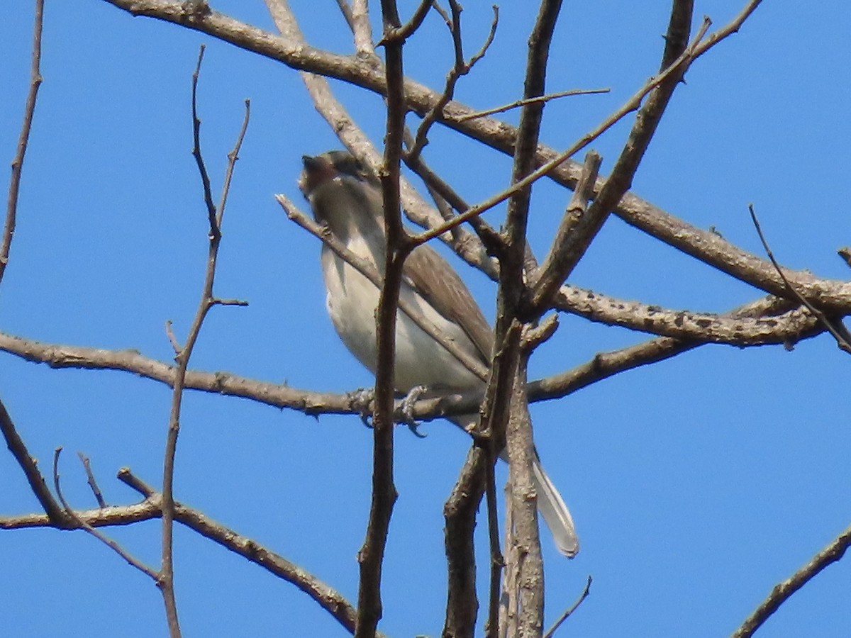 Ceniciento Chico - ML646507426