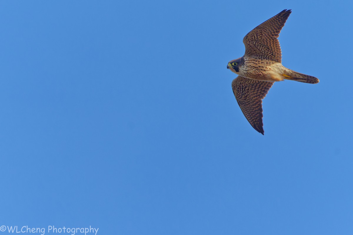 Faucon pèlerin - ML646507427