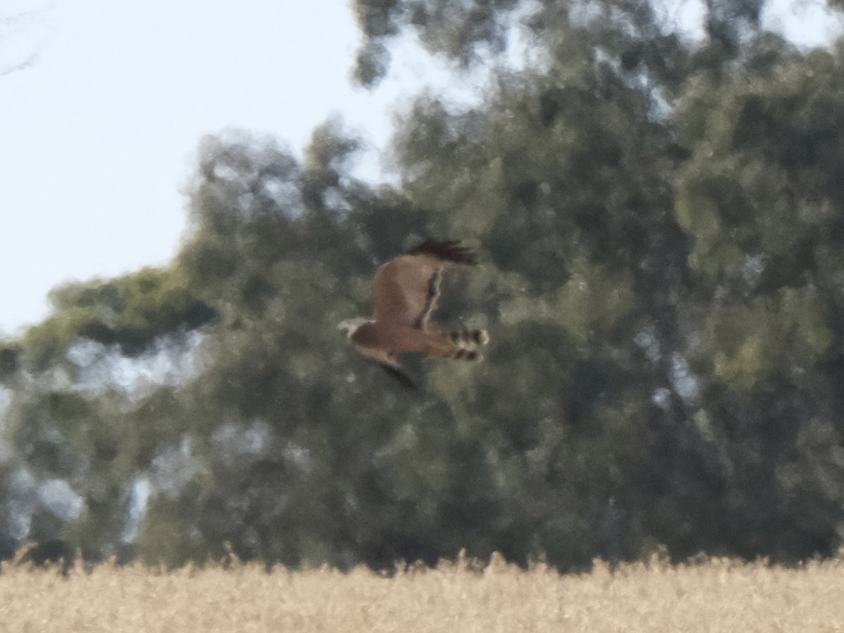 moták kropenatý - ML646507428