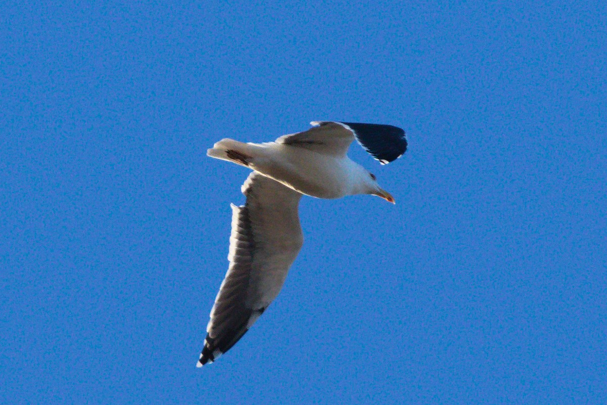 Great Black-backed Gull - ML646507430