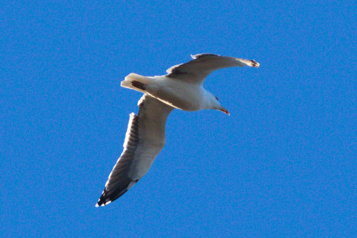 Great Black-backed Gull - ML646507431