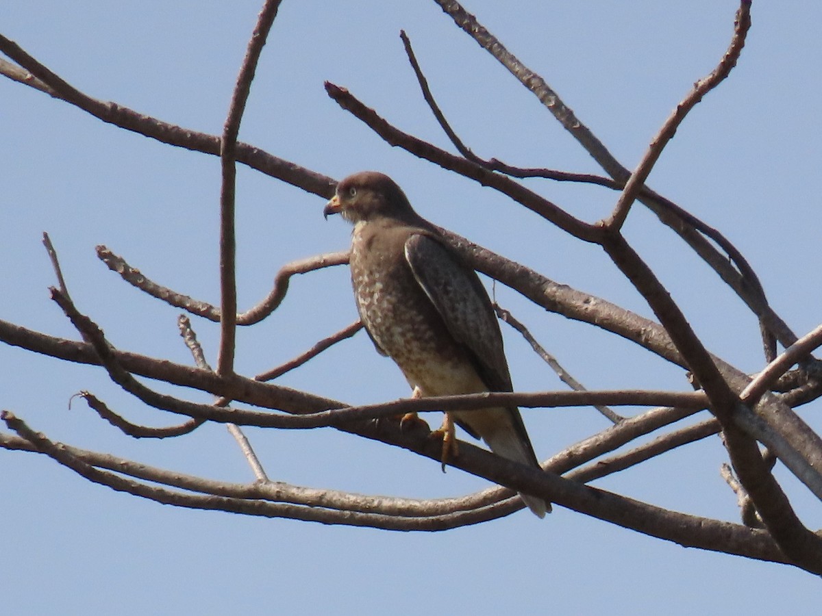 Busardo Tisa - ML646507436