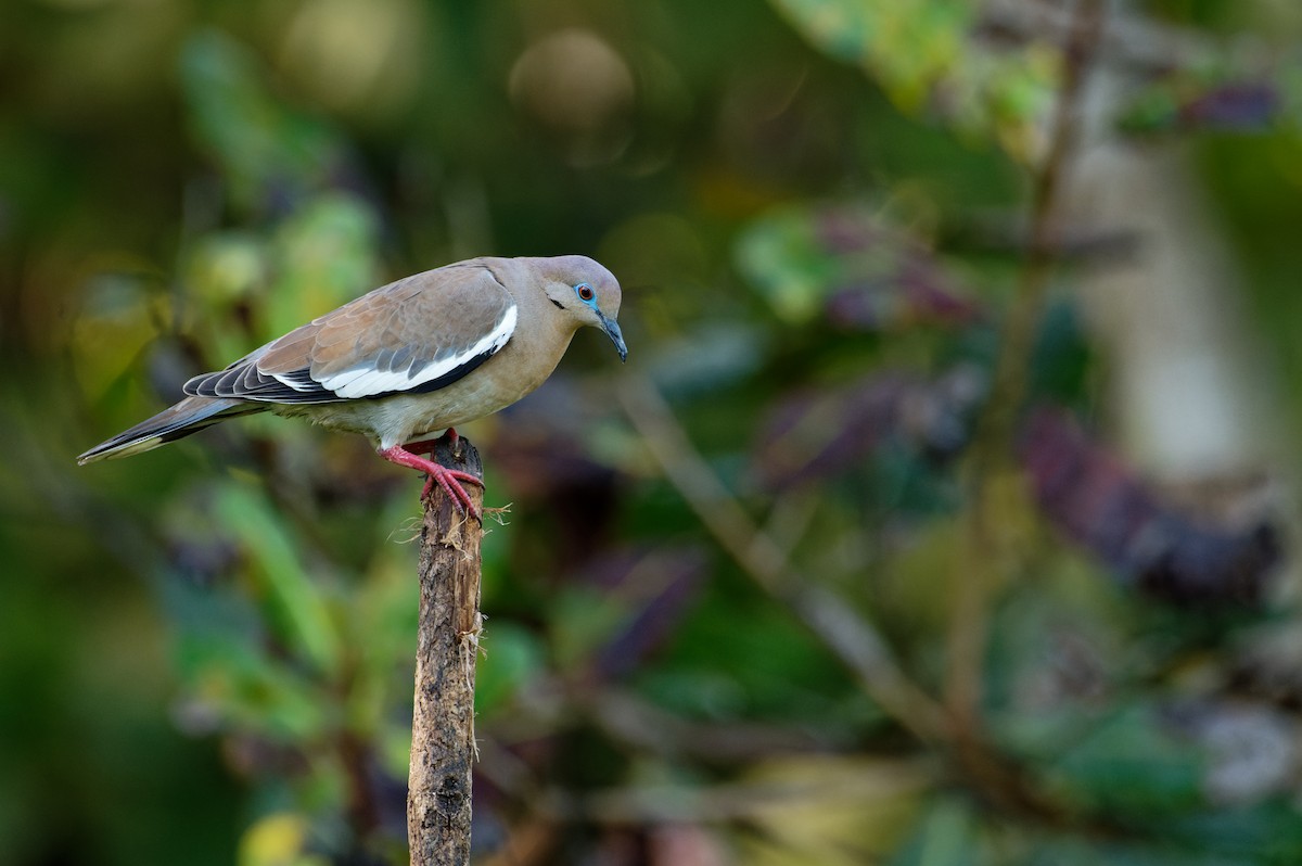 Zenaida Aliblanca - ML646507437