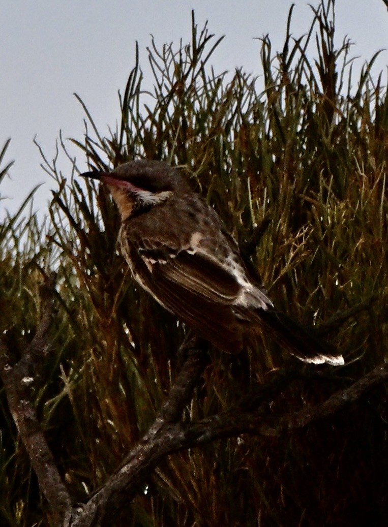 Diken Yanaklı Balkuşu - ML646507438