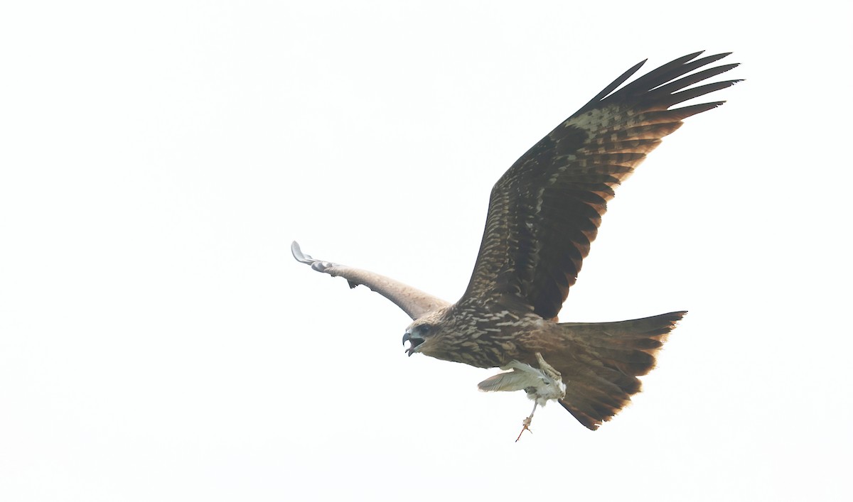 Чёрный коршун (Черноухий) - ML646507439