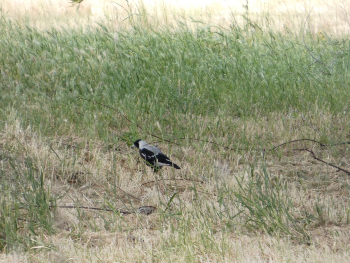 Australian Magpie - ML646507440