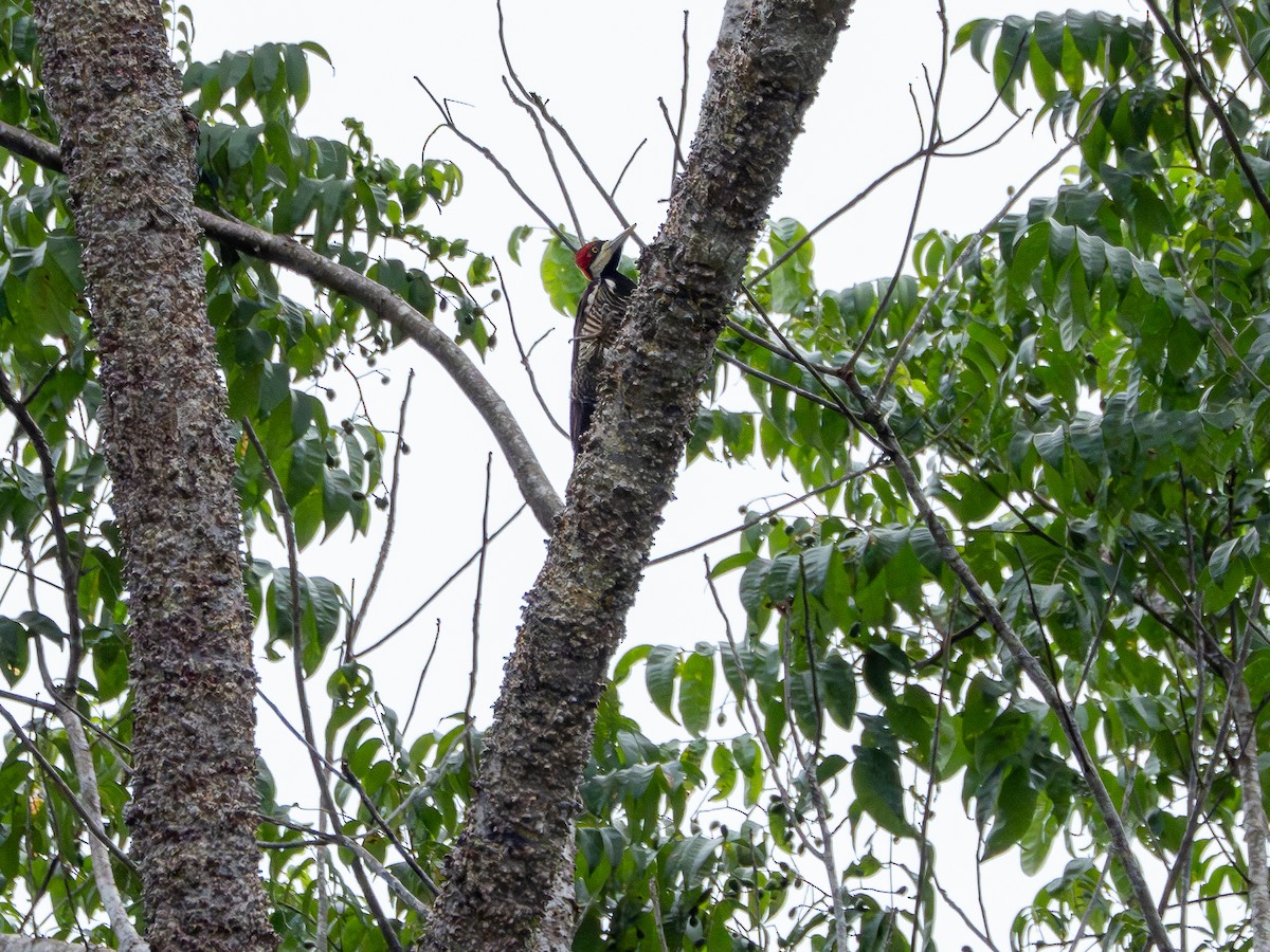 Crimson-crested Woodpecker - ML646507441