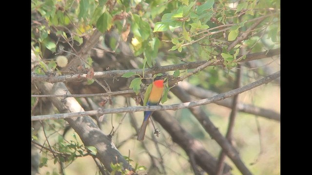 Бджолоїдка червоногорла - ML646507442