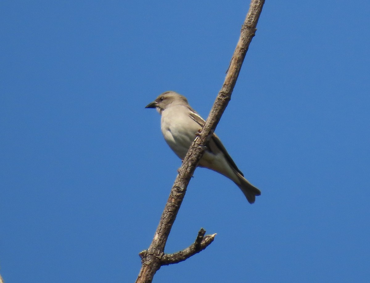 Gorrión Cuelligualdo - ML646507444