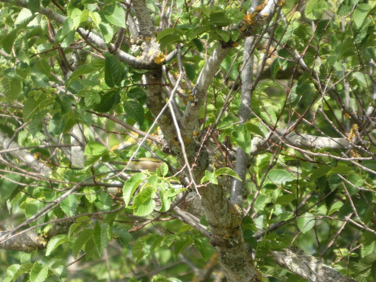 Silvereye - ML646507446