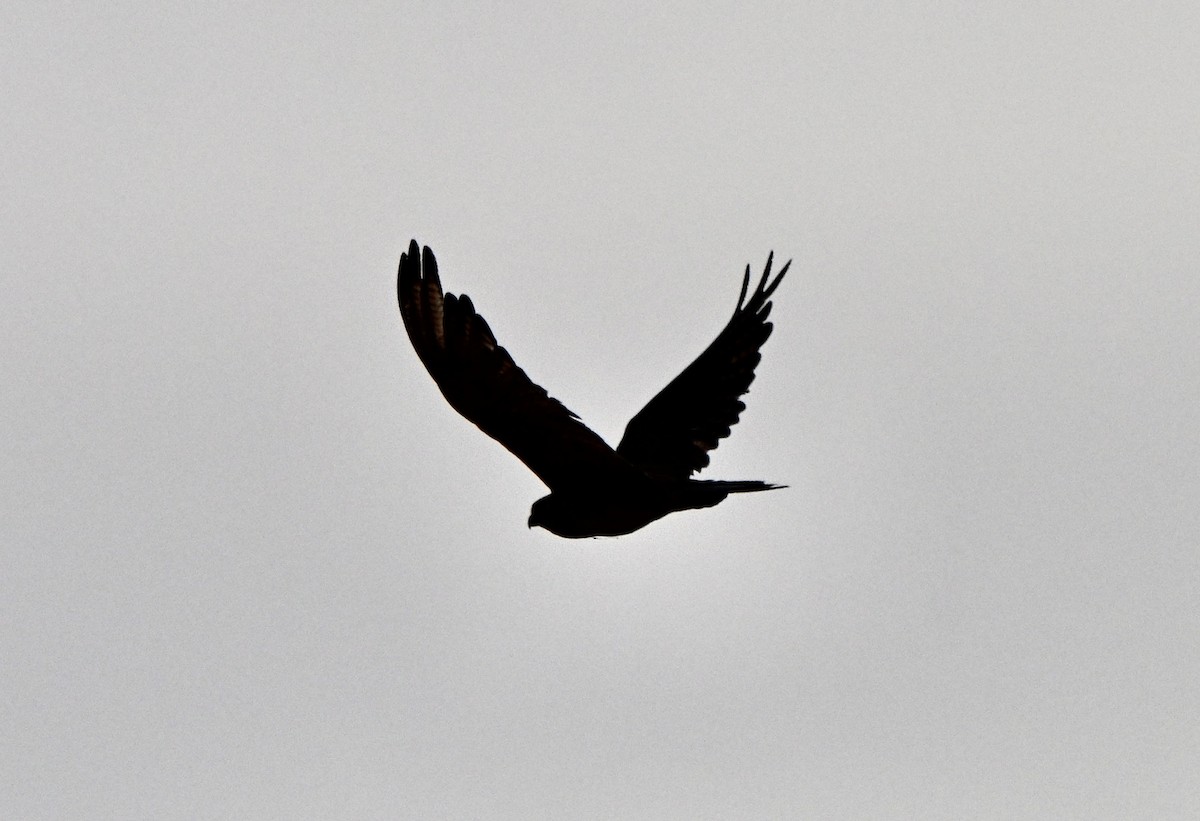 Halcón Berigora - ML646507447