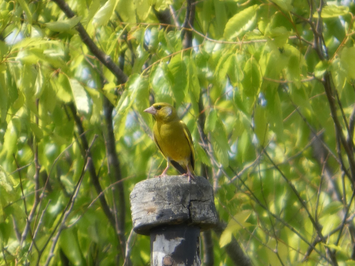 European Greenfinch - ML646507448