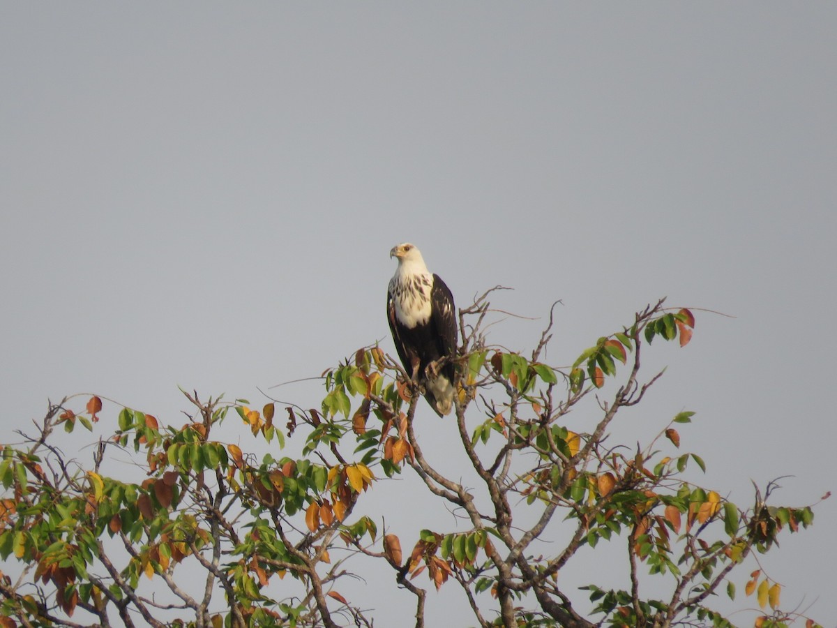 orel jasnohlasý - ML646507449