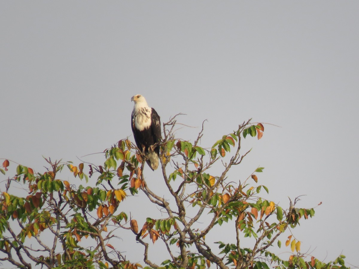 orel jasnohlasý - ML646507450