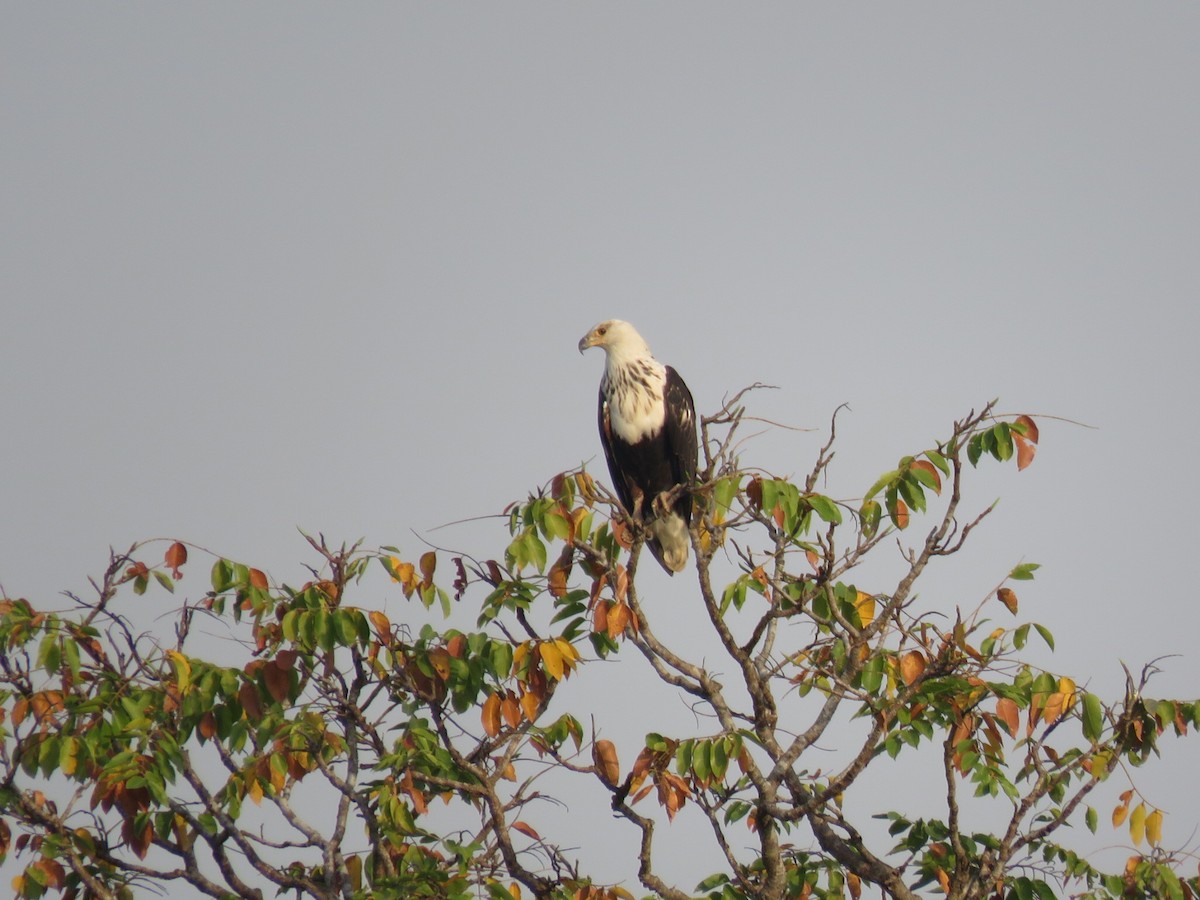 orel jasnohlasý - ML646507451