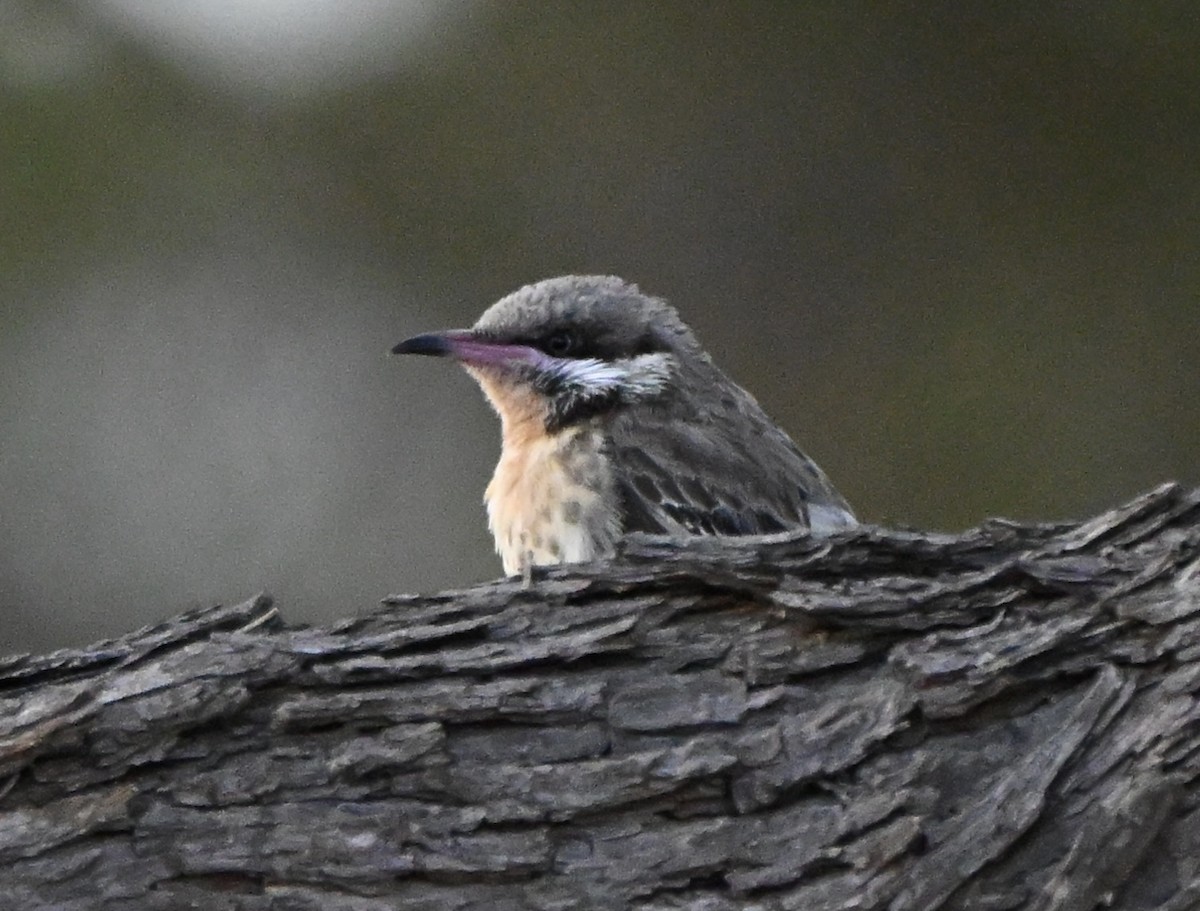 Diken Yanaklı Balkuşu - ML646507452
