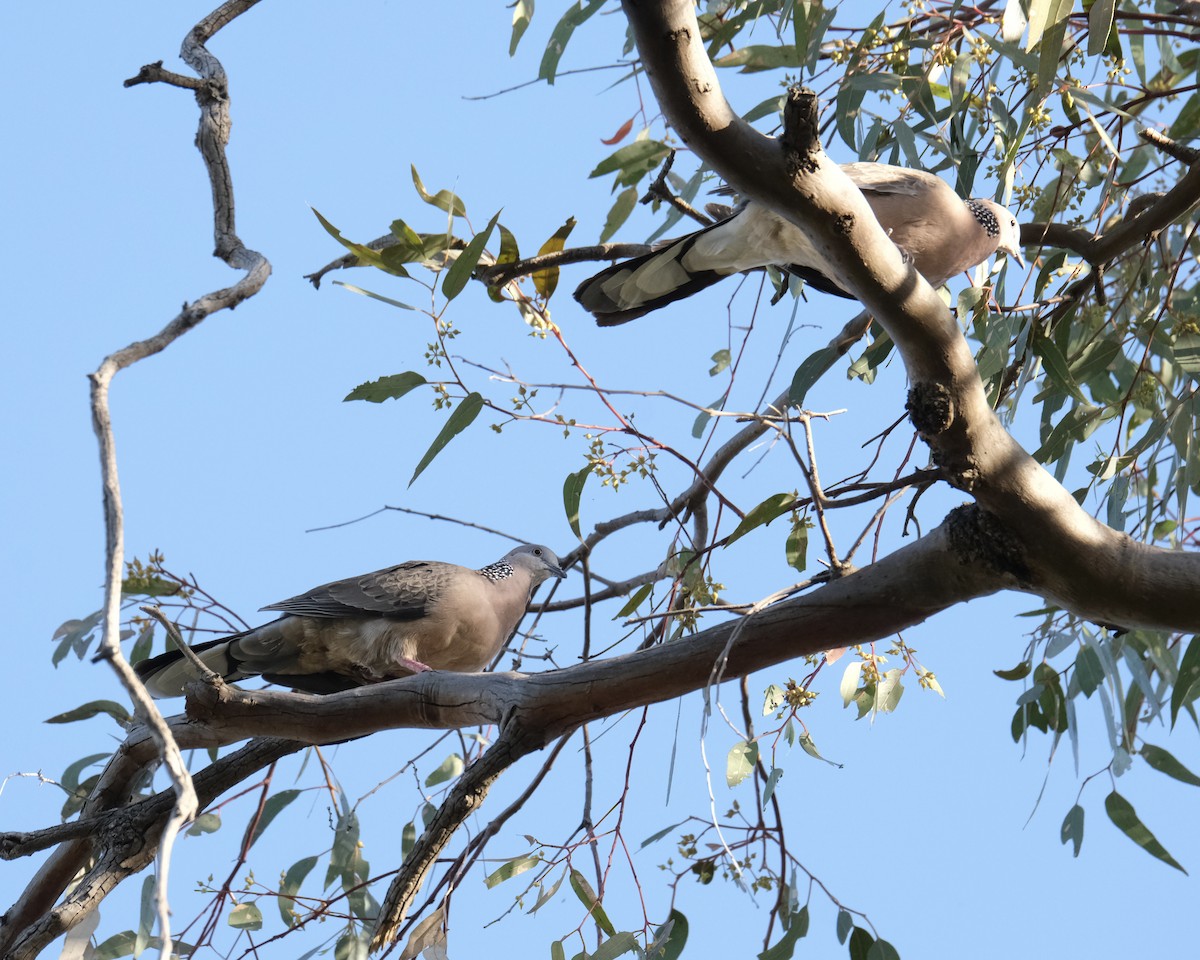 hrdlička kropenatá - ML646507454