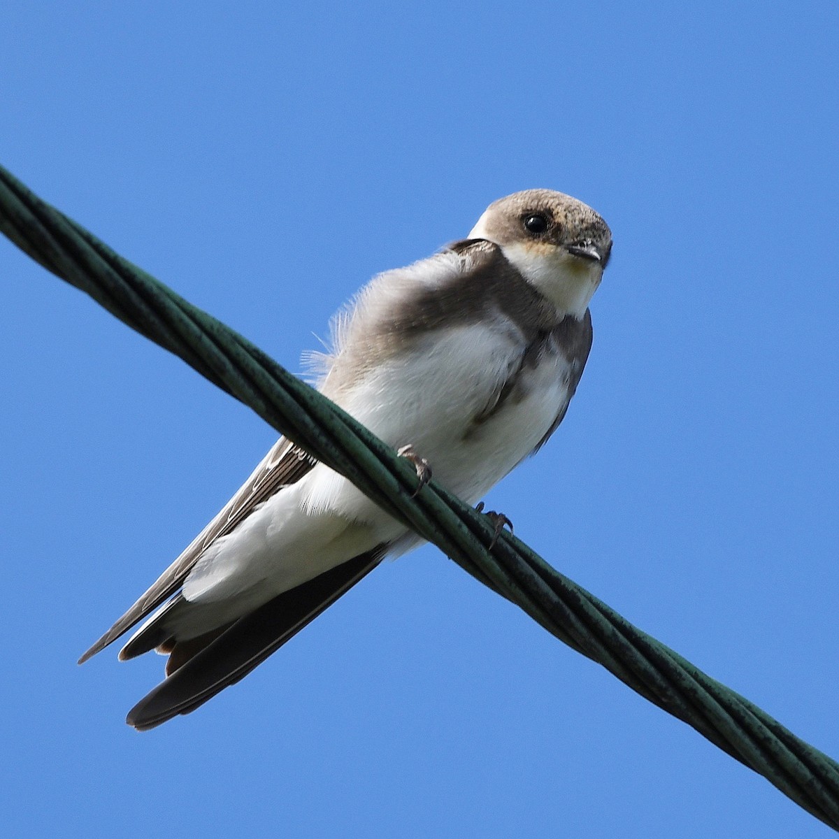 Bank Swallow - ML646507455