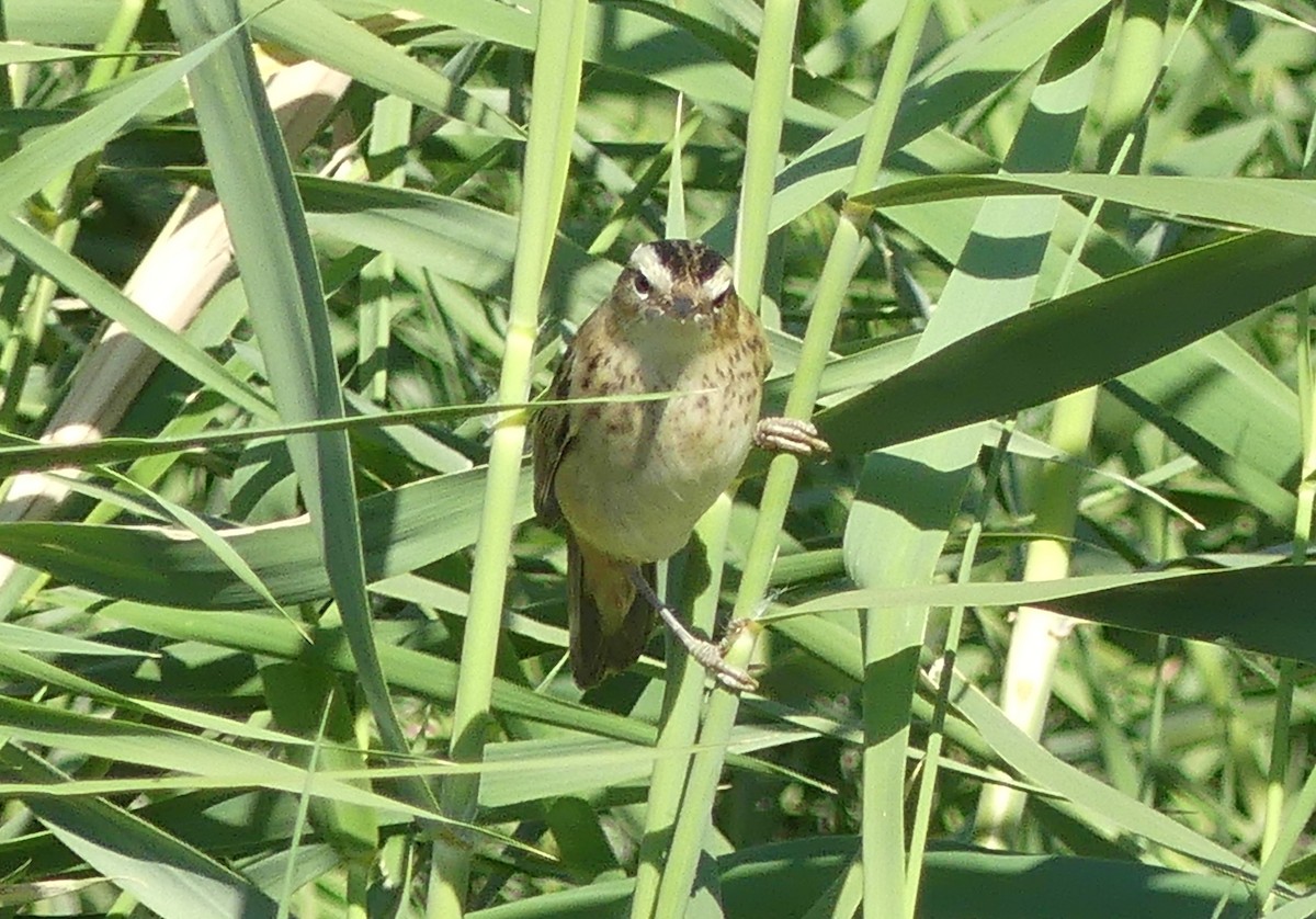 Sedge Warbler - ML646507459